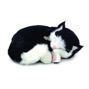 PERFECT PETZZZ FILHOTE GATO BLACK E WHITE SHORTHAIR