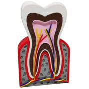 Dente Anatômico 3D Dental Modelo Dentário Anatomia Raiz