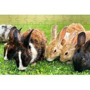 Quebra-Cabeça Inclusivo 300 peças Coelhos que Encantam e Ensinam