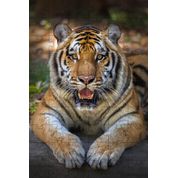 Quebra-Cabeças Tigre de Bengala de 60 peças  Educativo