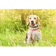 4 Quebra-Cabeças de Cachorros Diversão Inclusiva e Inteligente 60 peças