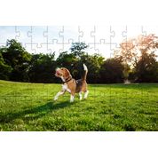 Kit 2 Quebra-Cabeça Inclusivos  Beleza de Cachorros em 60 Peças
