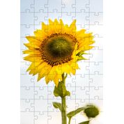 4 Quebra-Cabeças de Flores Coloridas do Mundo de  40 peças