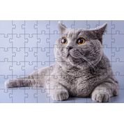 3 Quebra-Cabeças de Belos Gatos e filhotes de 40 peças